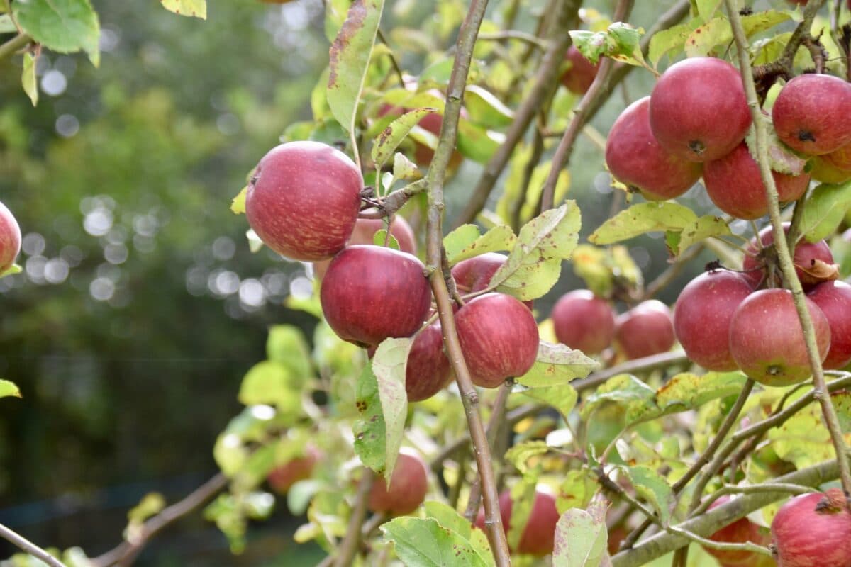 Apple tree