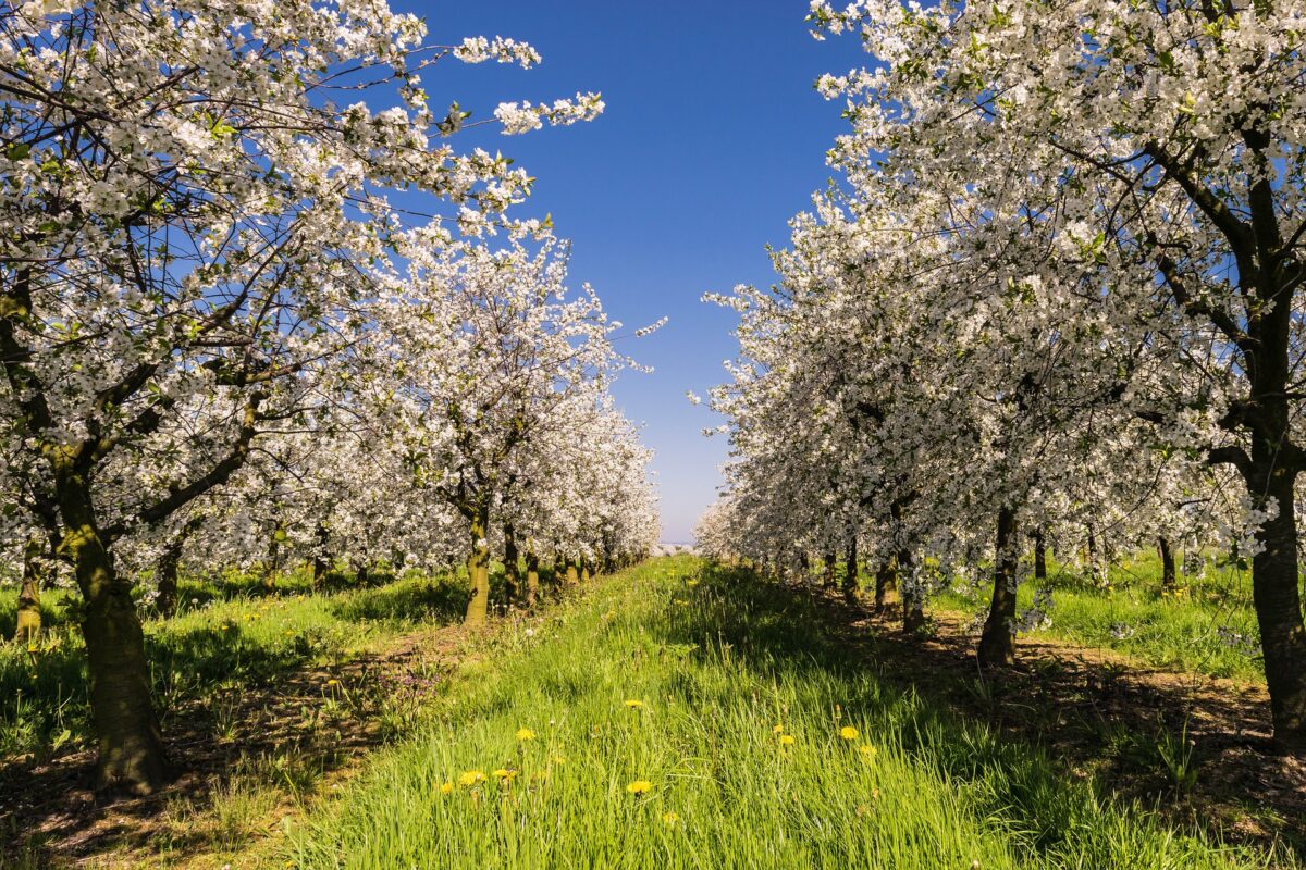 Row of apple trees