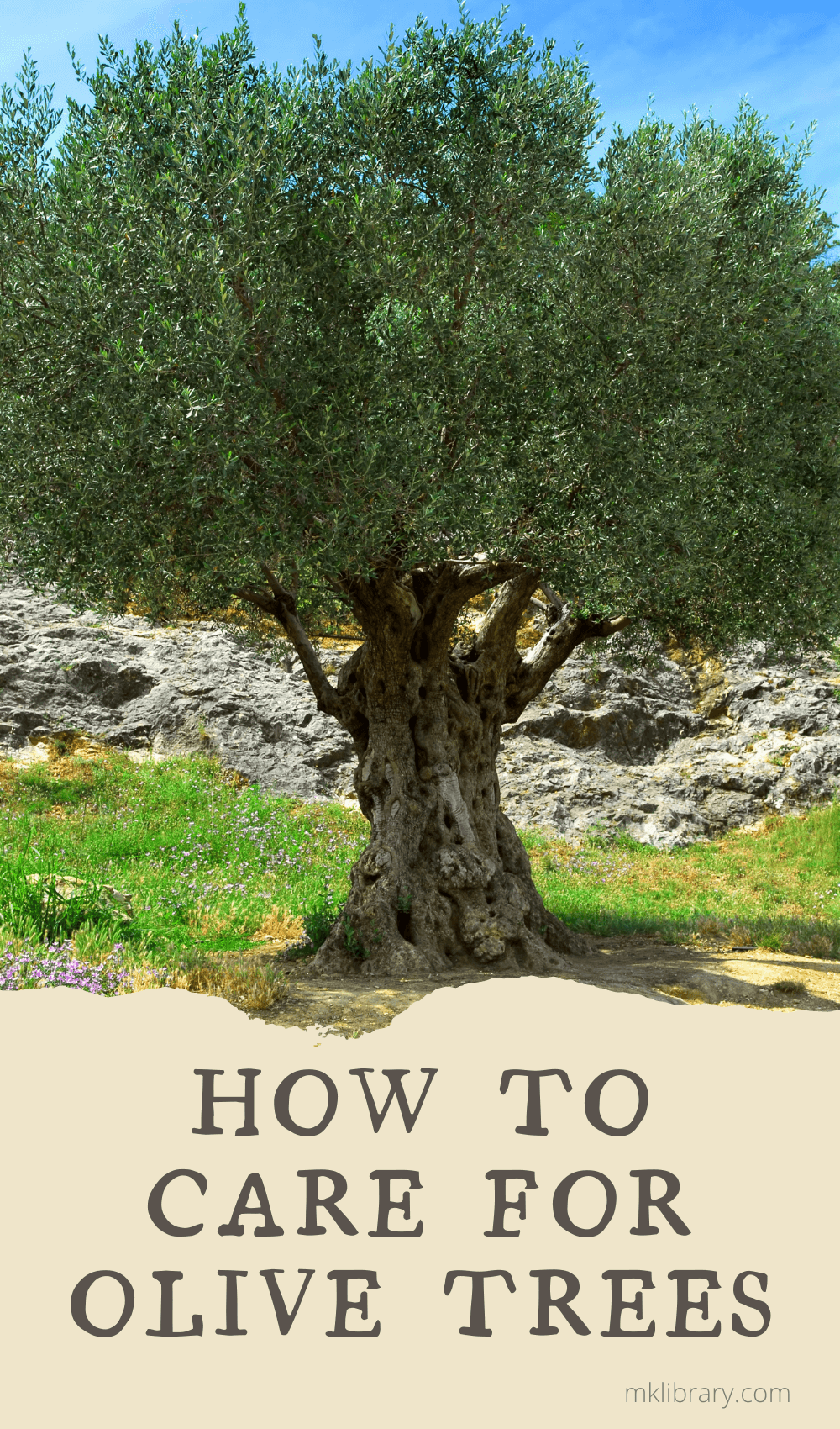How To Care For Olive Trees – MK Library