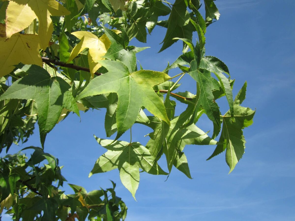 Liquidambar tree leaves