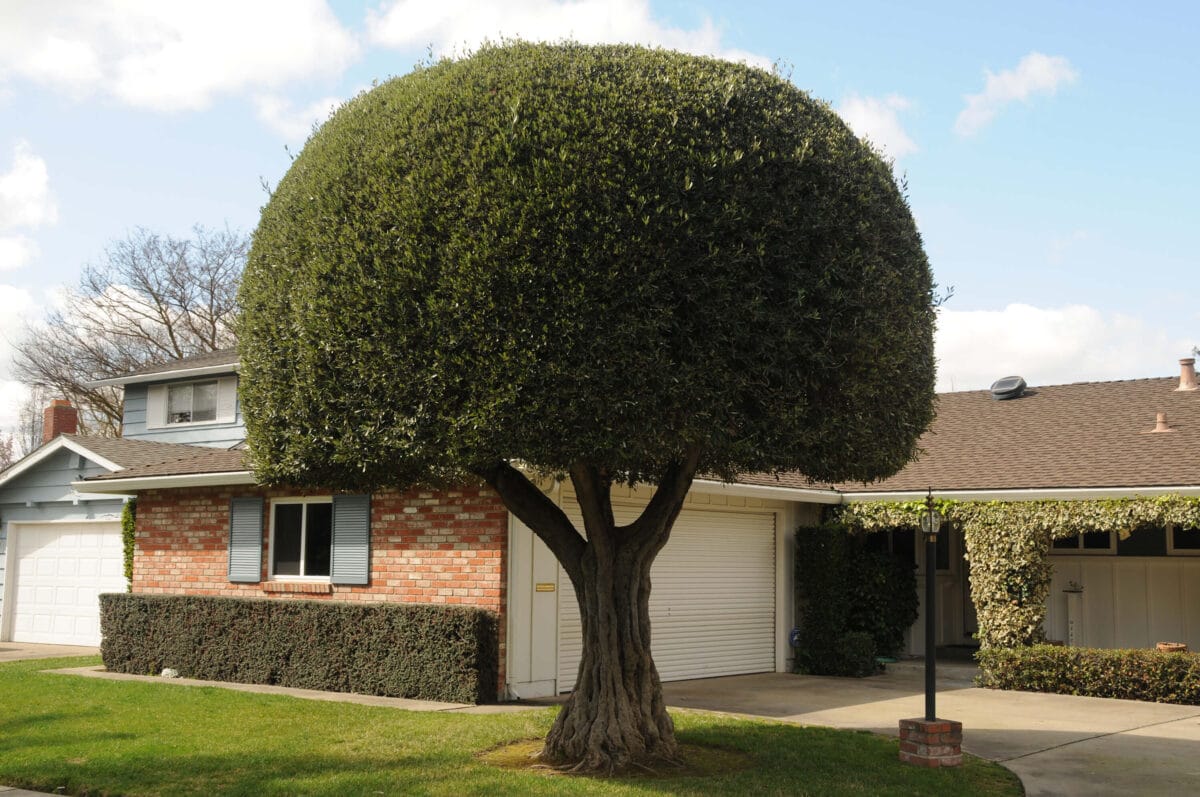 Olive tree shaped like a mushroom