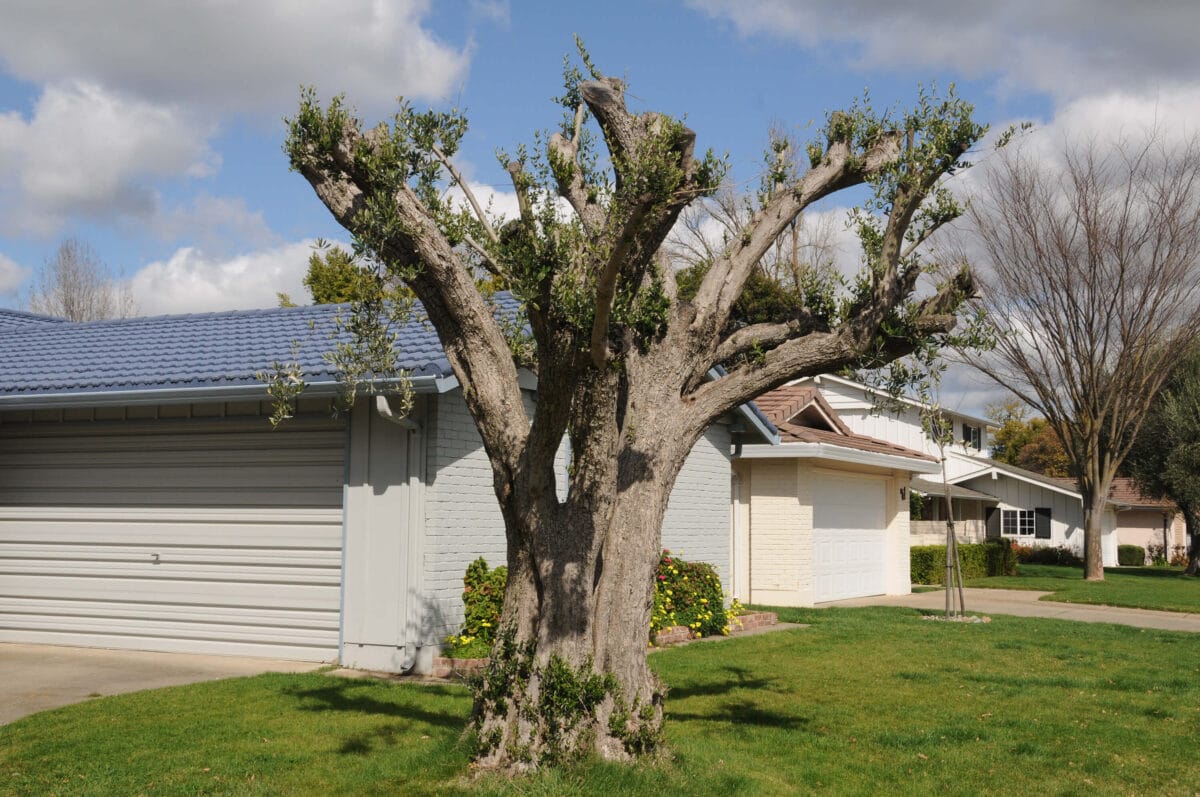 Improperly pruned olive tree