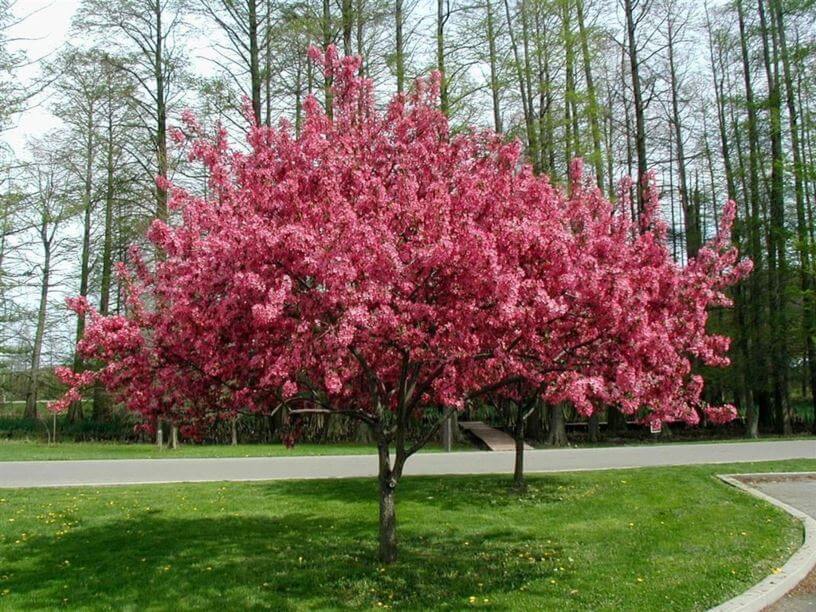 Prairifire crabapple tree