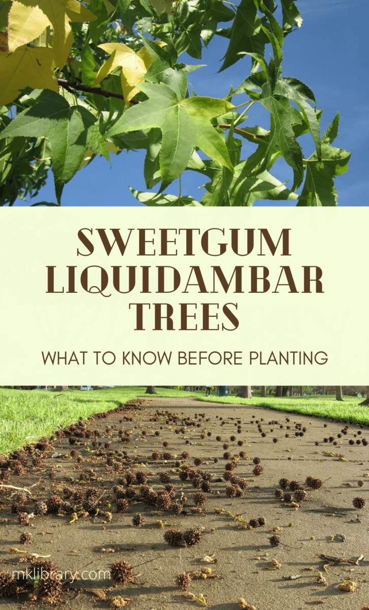 Sweetgum liquidambar trees, what to know before planting