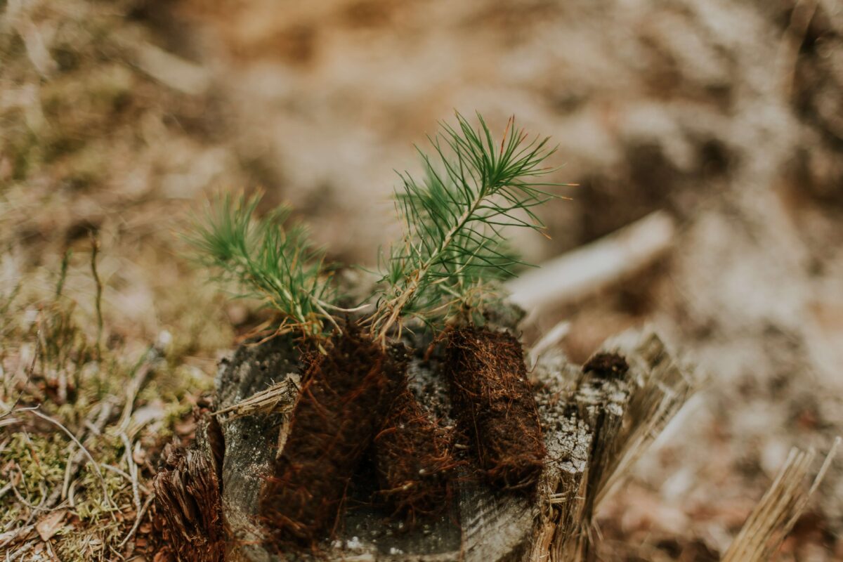 Young pine trees