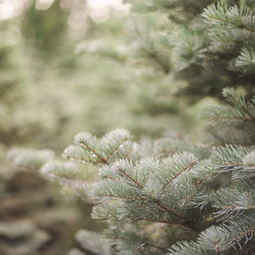 Holiday guide to live christmas trees