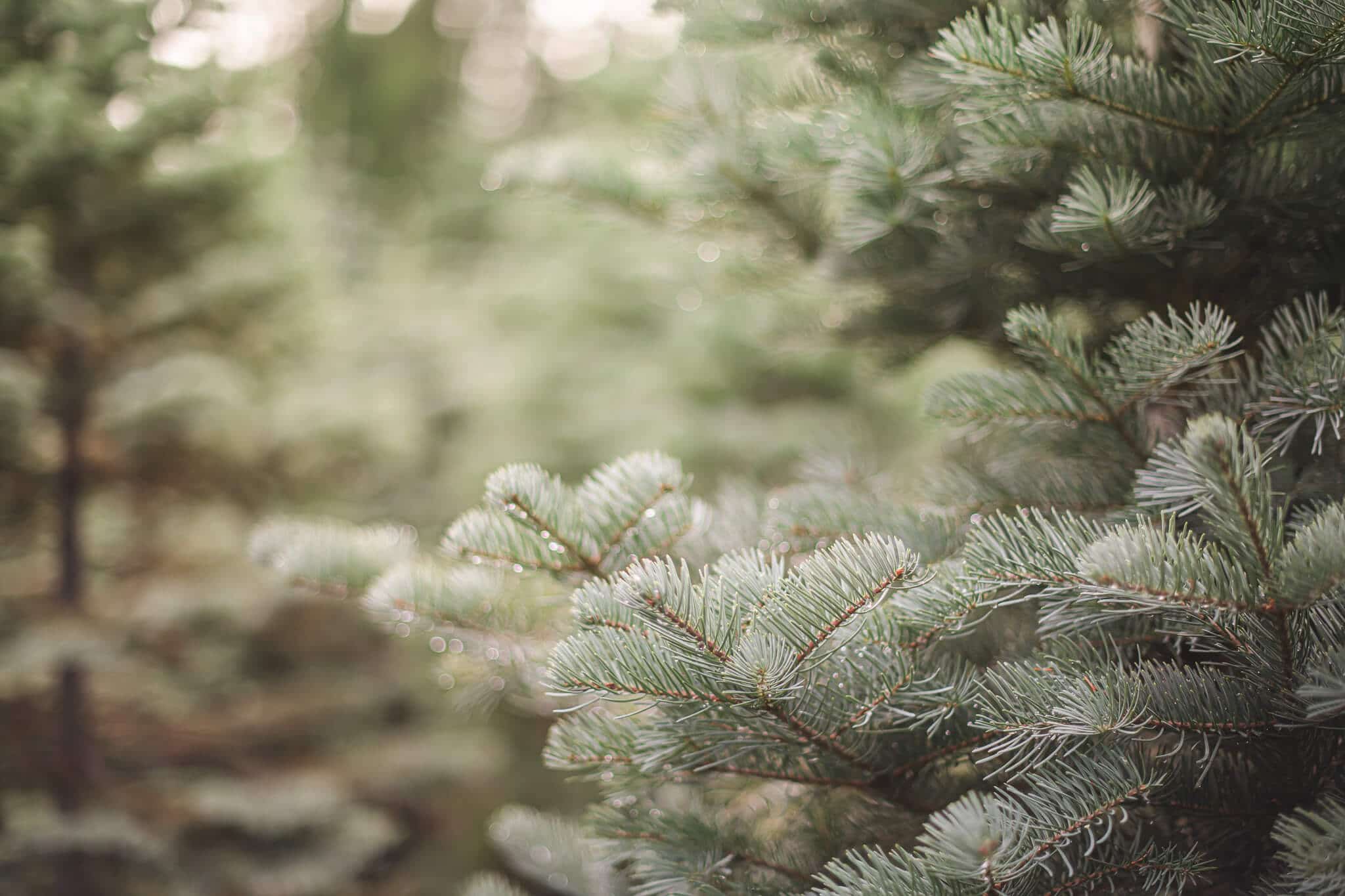 Holiday guide to live christmas trees