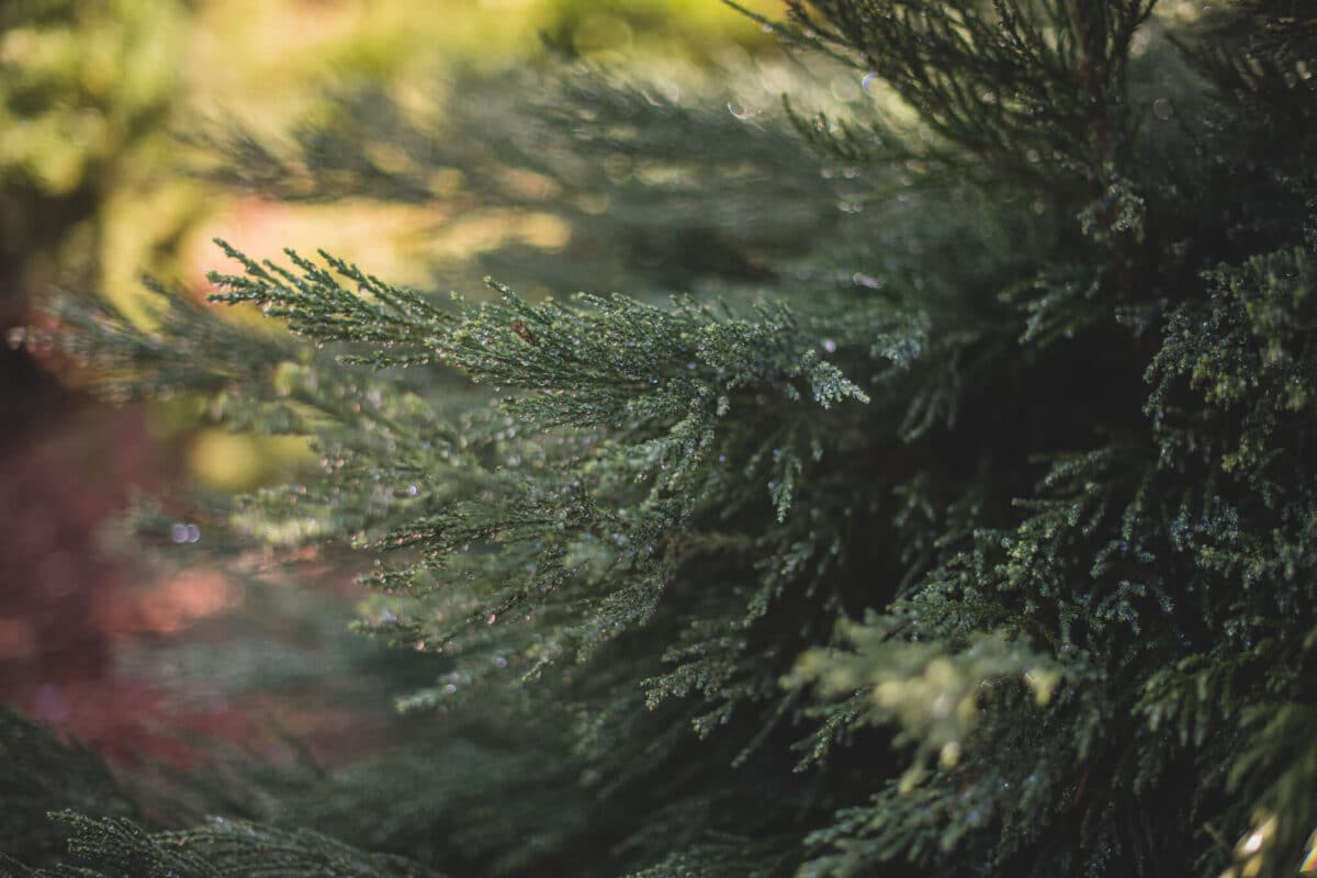 Indian rock christmas tree farm - incense cedar