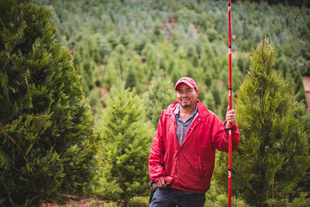 Indian rock employee and tree cutter