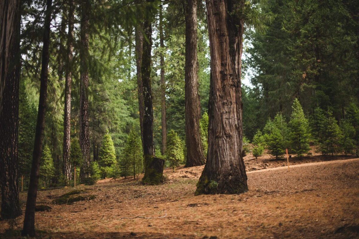 Forest surrounding indian rock tree farm