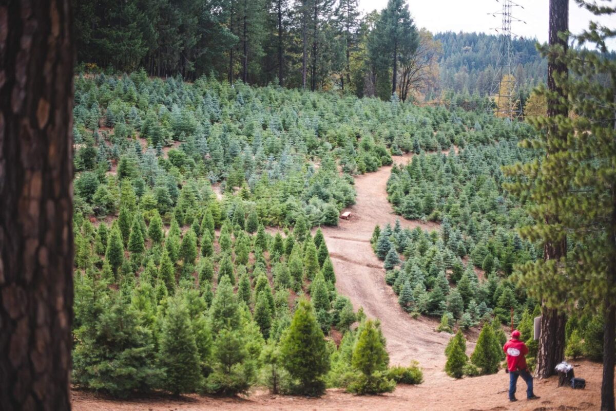 Rows of trees at indian rock tree farm