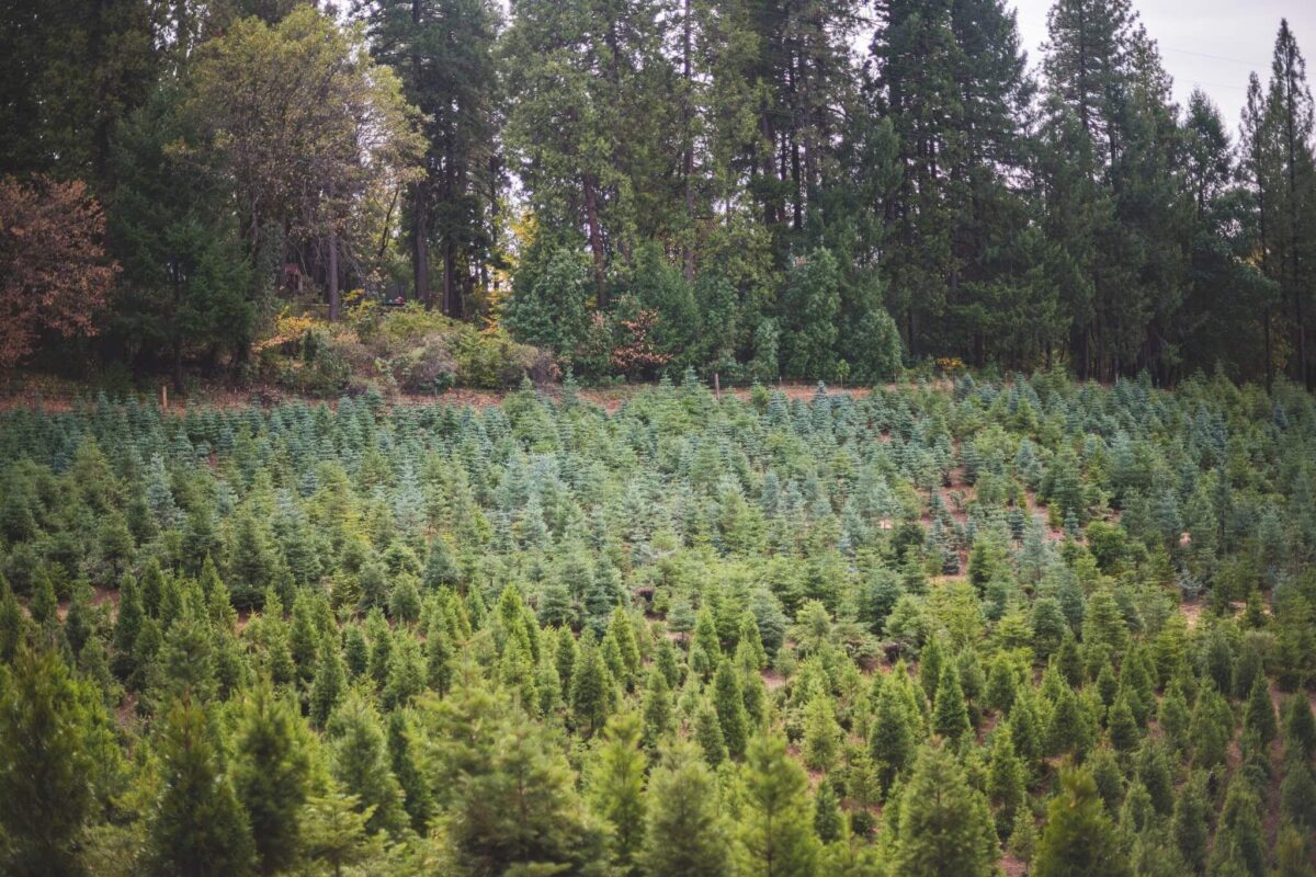 Rows of christmas trees at indian rock