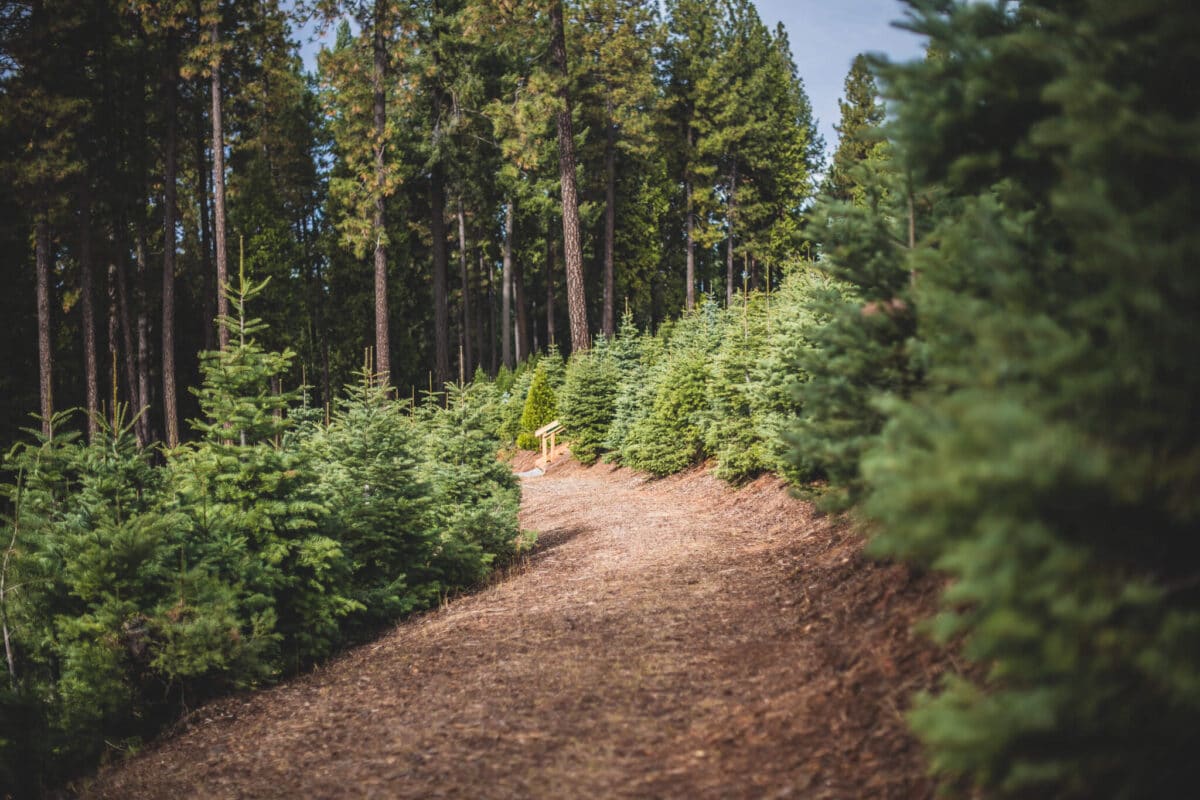 Indian hill christmas trees