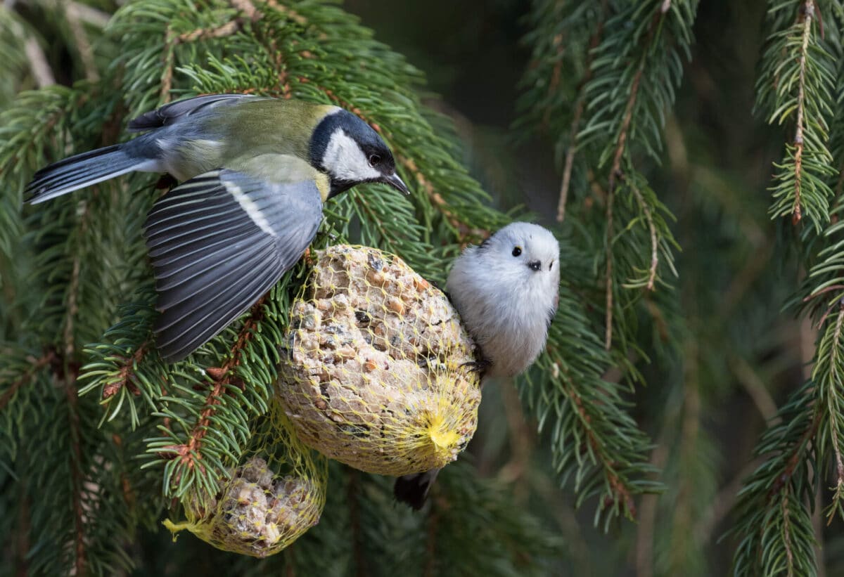 Reusing christmas tree as a bird feeder