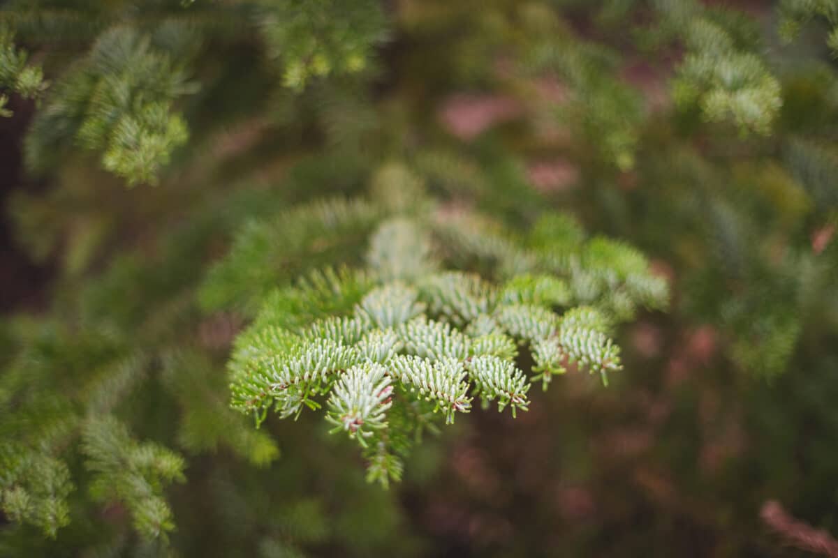 Indian rock christmas tree farm - spruce tree