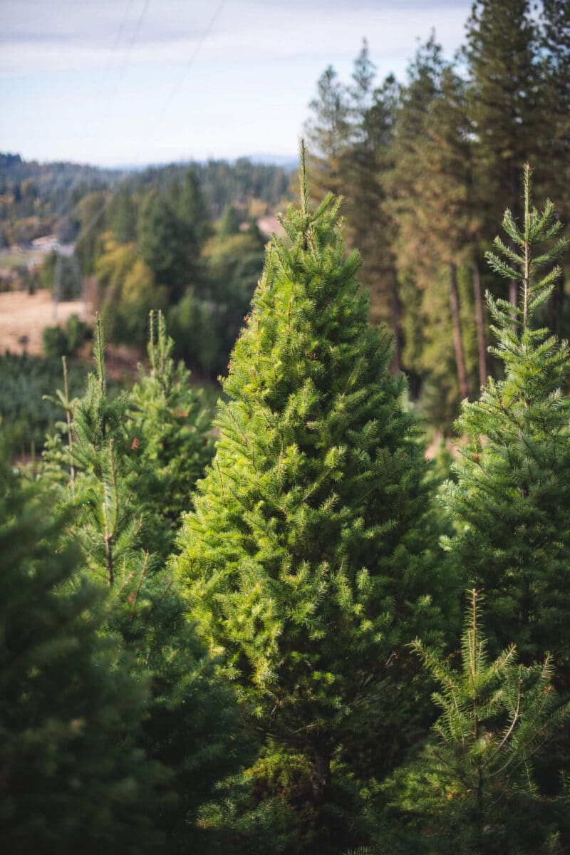 How long does a christmas tree last