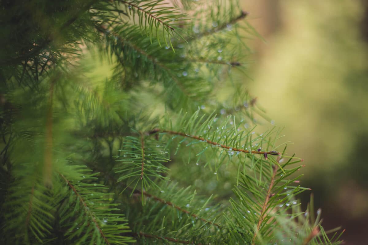 Indian rock christmas tree farm - douglas fir tree