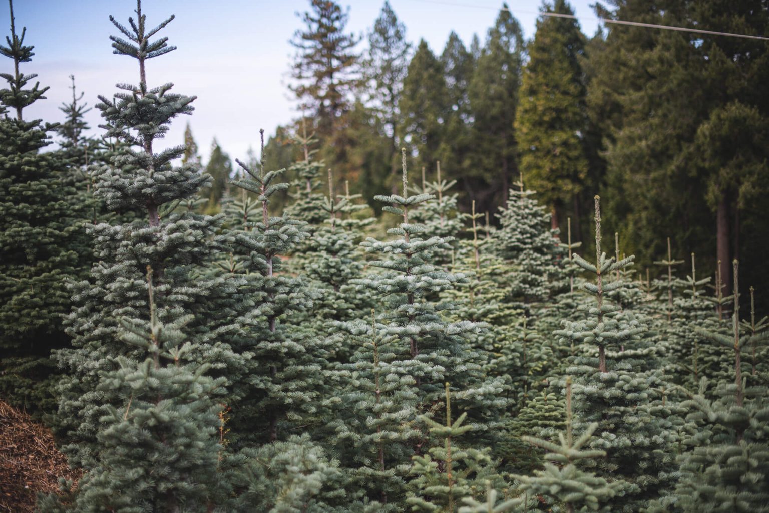 The Holiday Guide To Live Christmas Trees
