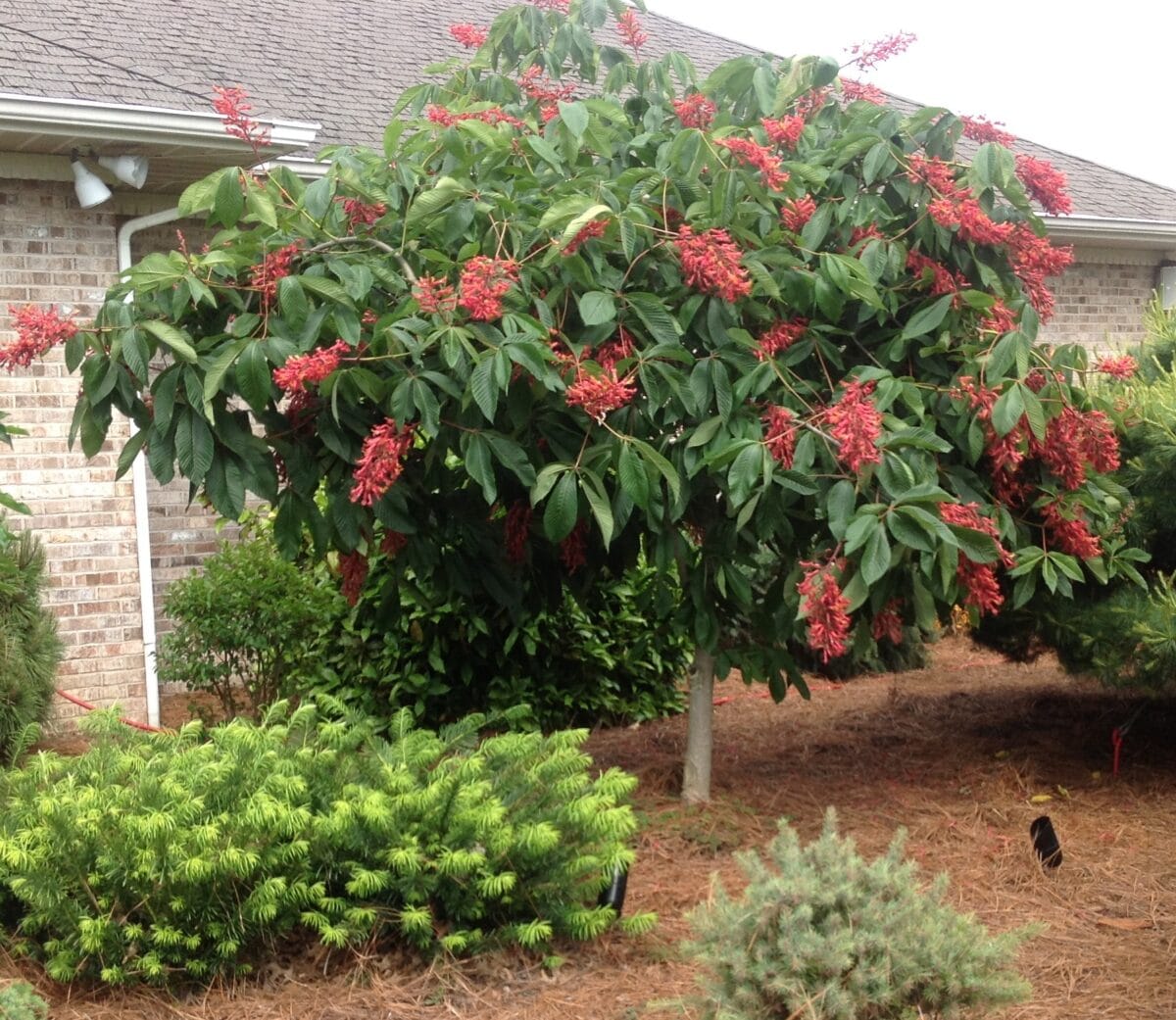 Ruby red horse chestnut tree