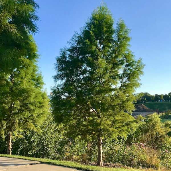 Bald cypress tree