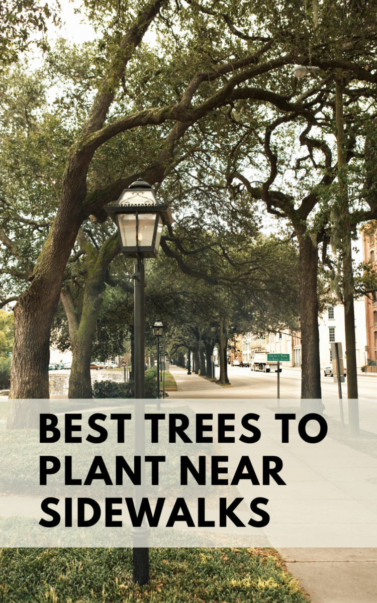 Best trees to plant near sidewalks