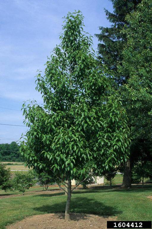 Hardy rubber tree