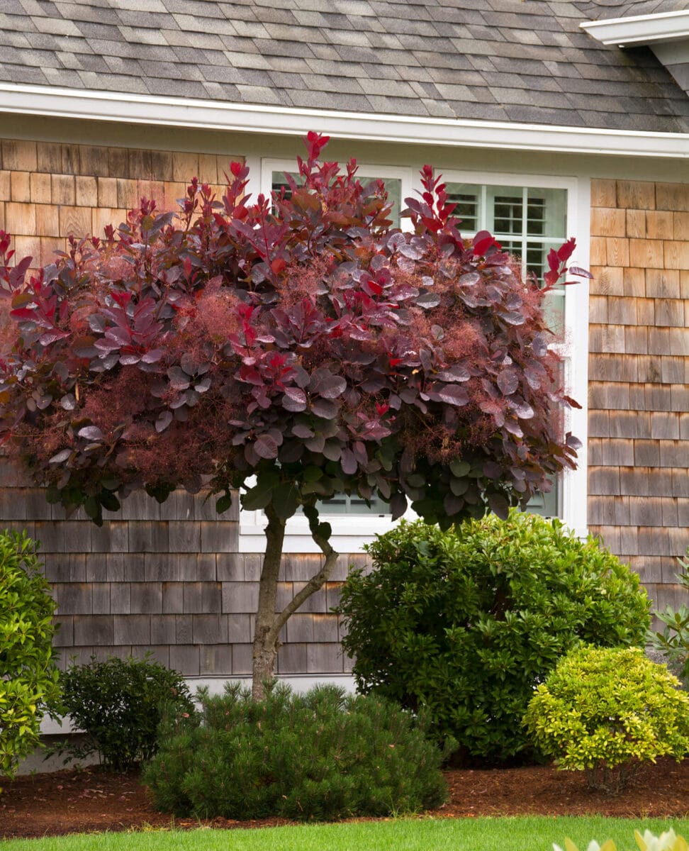 Royal purple smoke tree