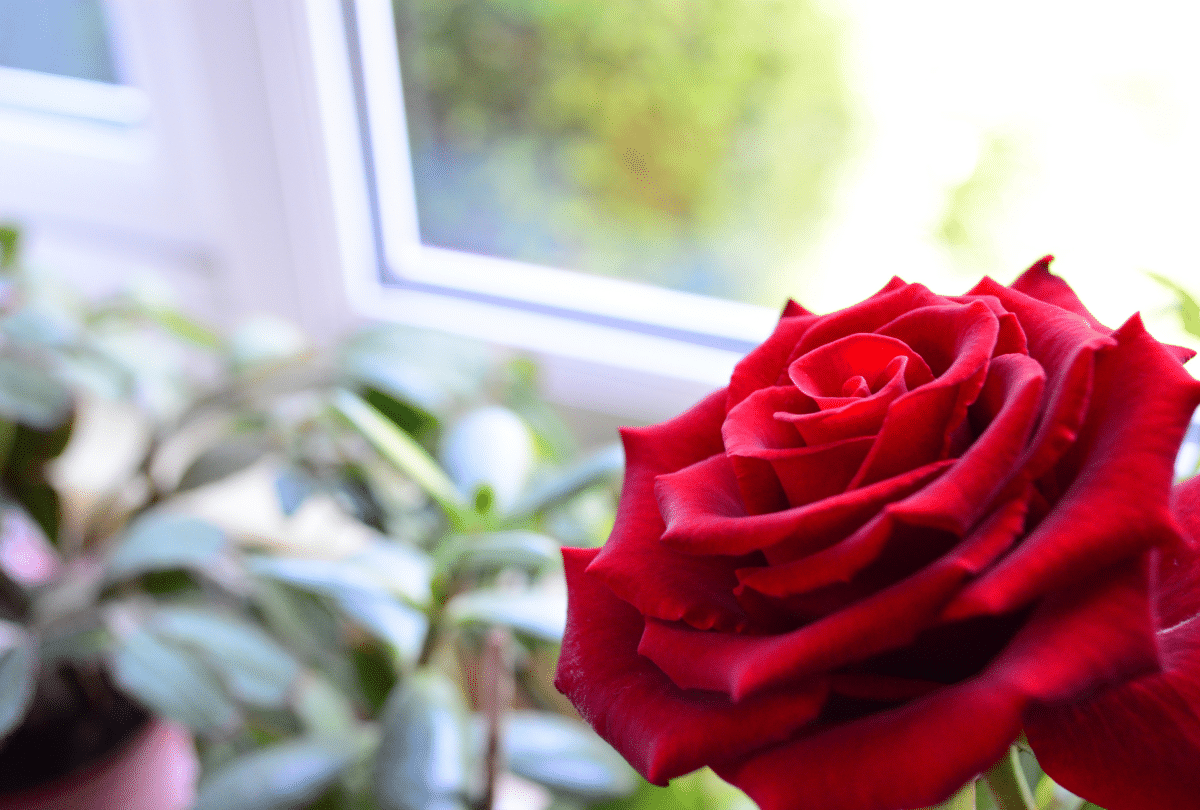 Red rose growing indoors