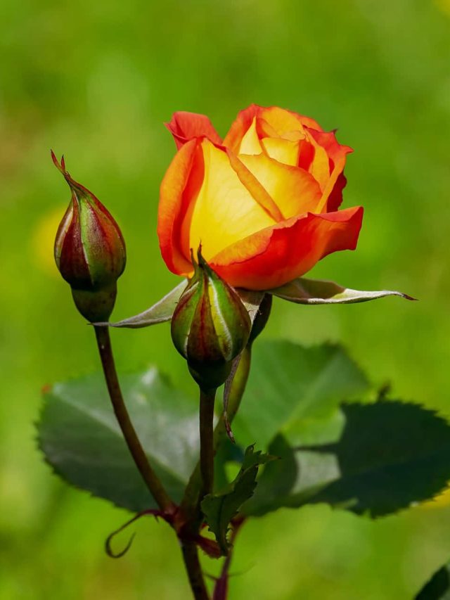 How to grow roses from seeds, roses and buds