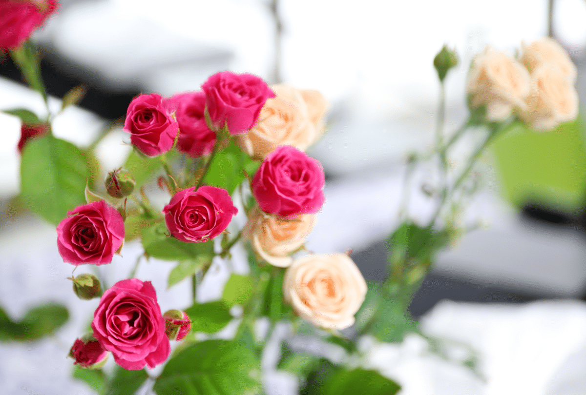 Pink and peach miniature roses growing indoors