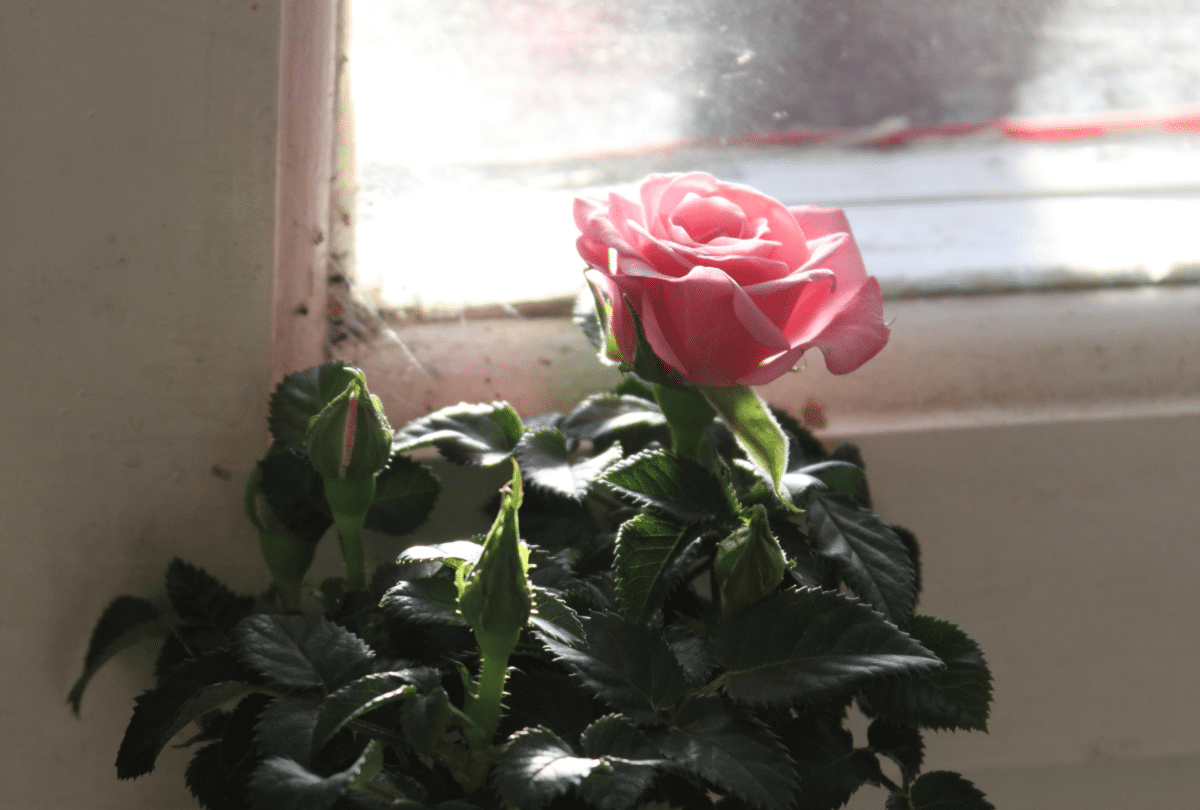 Pink rose growing indoors