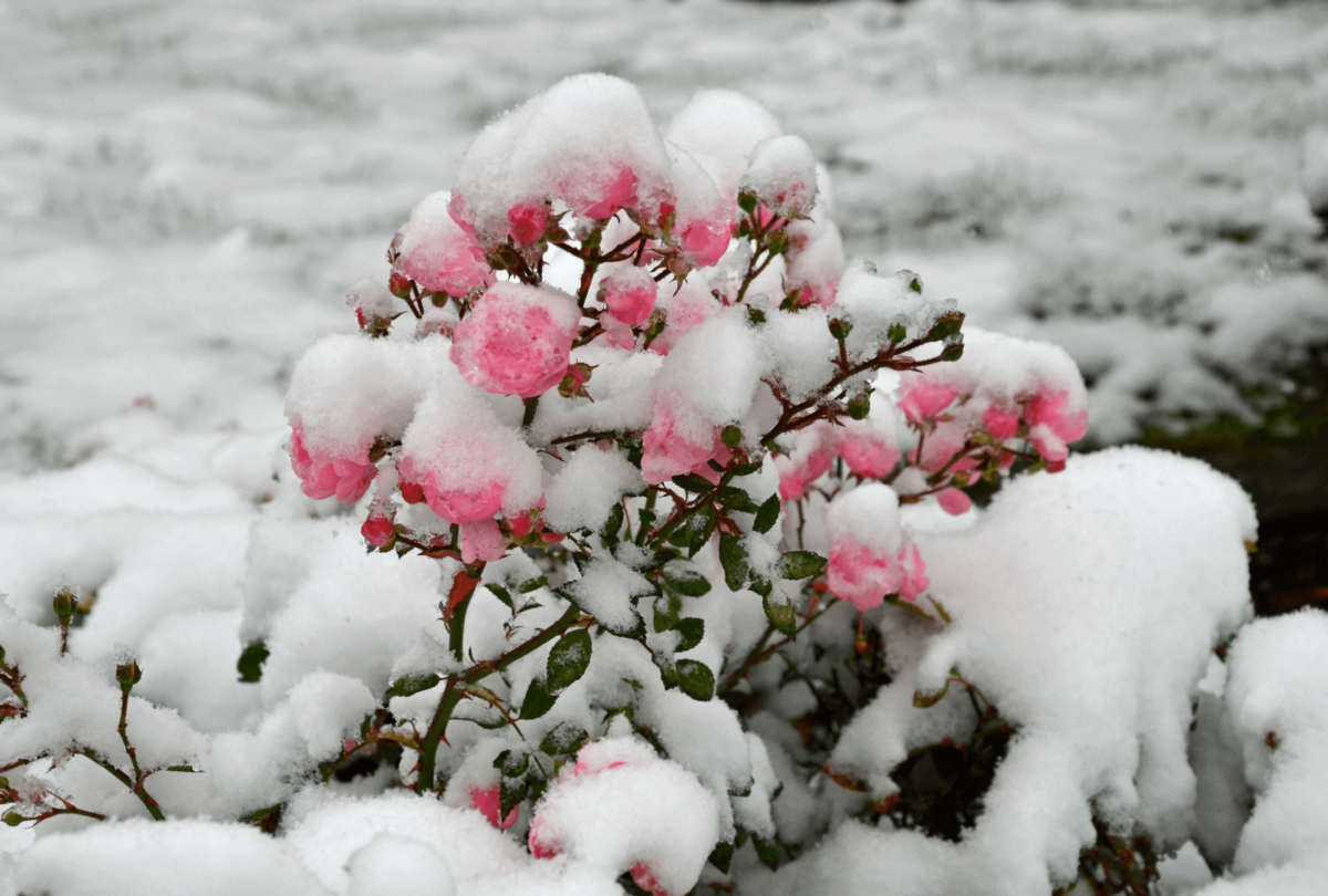 Pink roses covered in snow