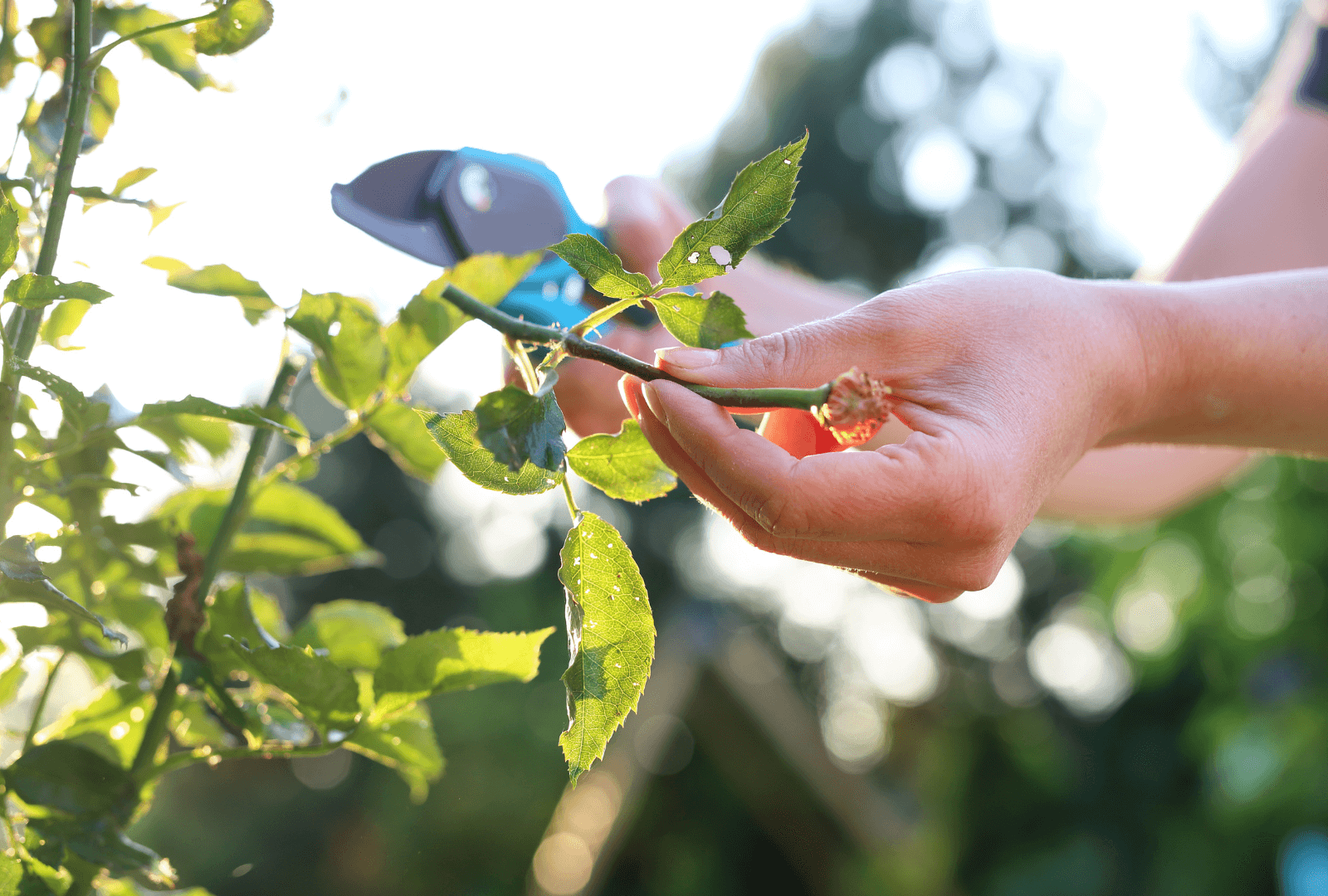 Pruning a rose bush