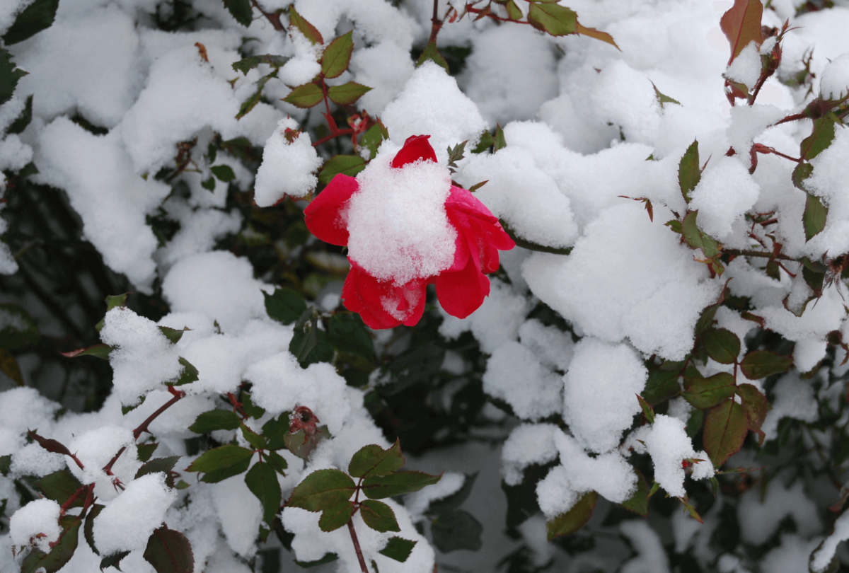 Rose in snow