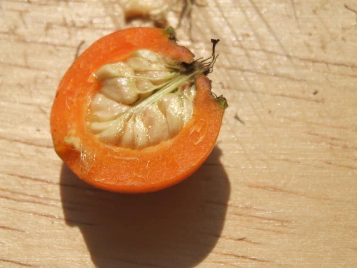 Rose hip with rose seeds