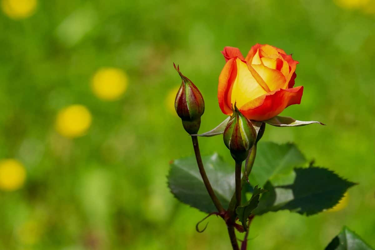 Rose in bloom with rose buds Rose in bloom with rose buds