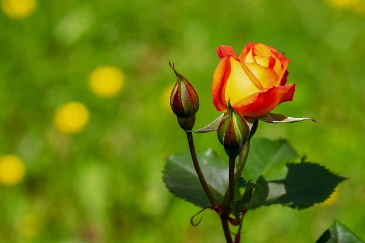 Rose in bloom with rose buds