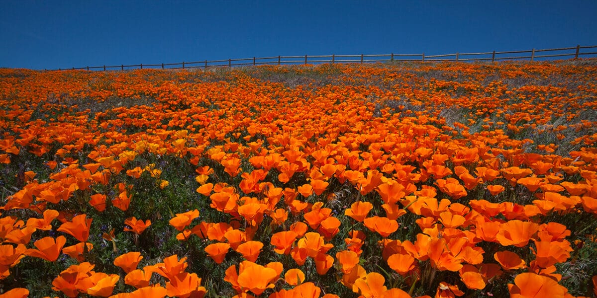 California super bloom antelope valley poppy reserve