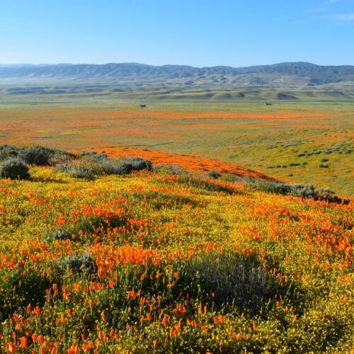 California-super-bloom-antelope valley california poppy reserve
