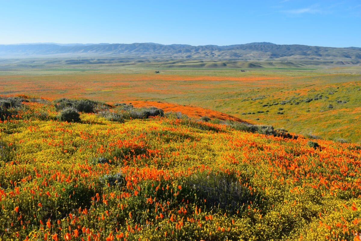 California super bloom antelope valley poppy reserve