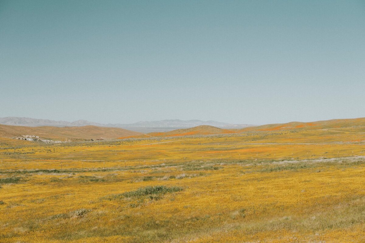 California super bloom antelope valley reserve poppies in a field