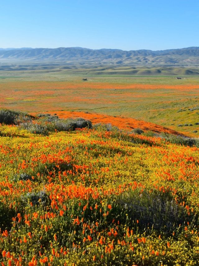 Cropped-california-super-bloom-antelope-valley-poppy-reserve-1-scaled-1. Jpg