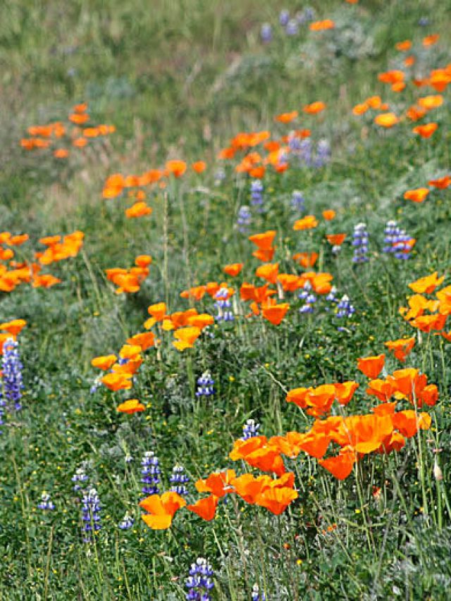 Cropped-california-super-bloom-mount-diablo-wildflowers. Jpg