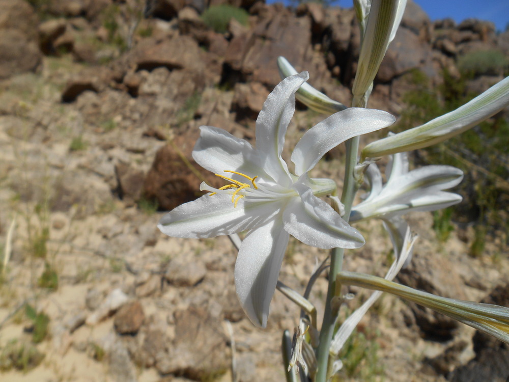 Desert lily, anza borrego