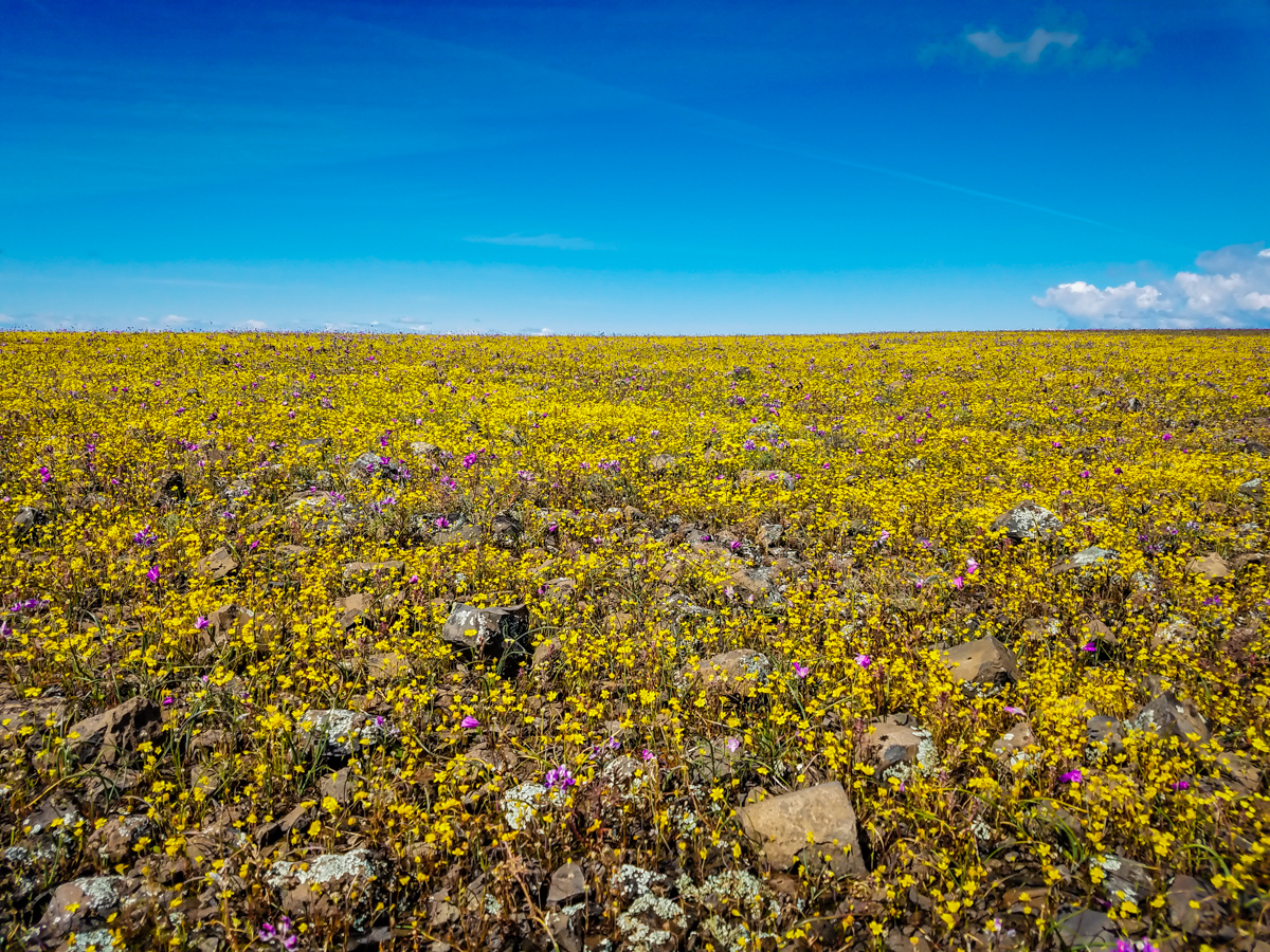 Phantom falls trails in full bloom