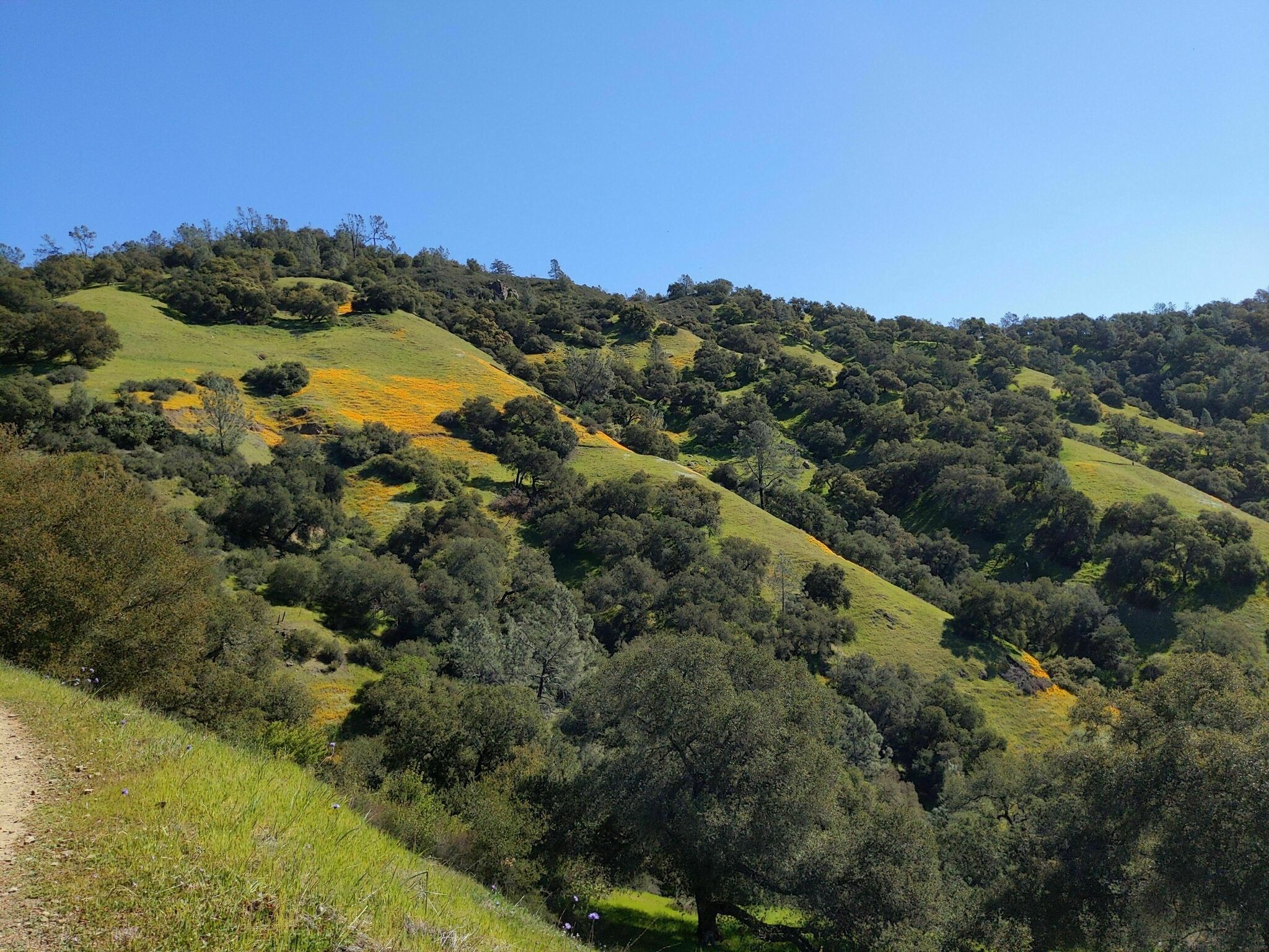 St helena super bloom moore creek trail