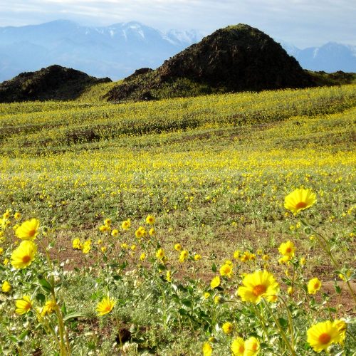 The 2026 death valley super bloom: a retrospective field guide 3 nps classified 2026 as death valley's fourth documented super bloom (1998, 2005, 2016, 2026). Here's what happened, why it ended early, and what to watch for next time. California super bloom, panamint, death valley