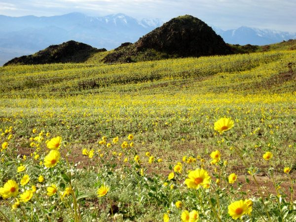 California super bloom, panamint, death valley