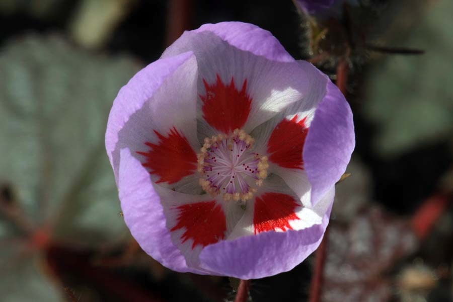 Desert five-spot (eremalche rotundifolia) pink-petaled flowers with five distinctive red basal spots