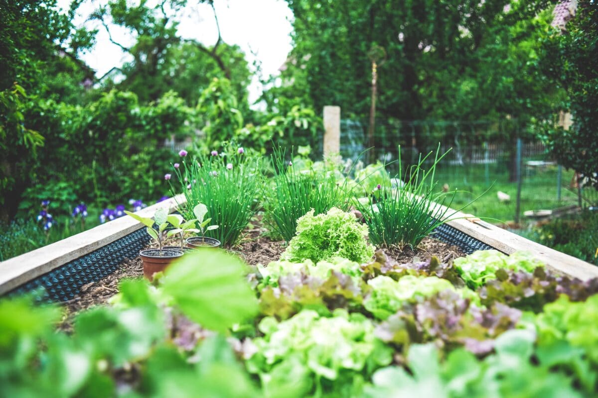 How to create a more eco-friendly garden grow own food